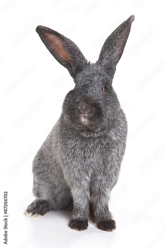 Obraz premium Gray rabbit (isolated on white)