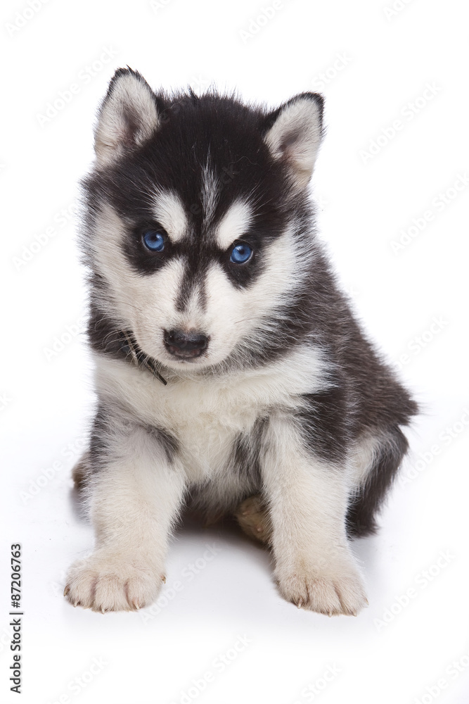 Husky puppy sitting and looking at the camera (isolated on white) Husky puppy sitting and looking at the camera (isolated on white)