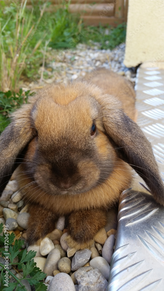 Obraz premium Brown Rabbit