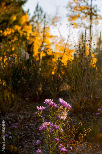 New Mexico Wildflowers at Sunset