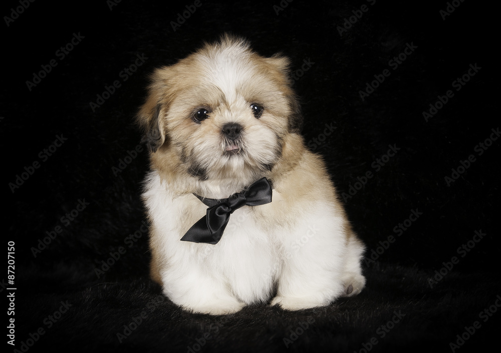 Chiot Shih-Tzu en studio sur fond noir Chiot Shih-Tzu en studio sur fond noir
