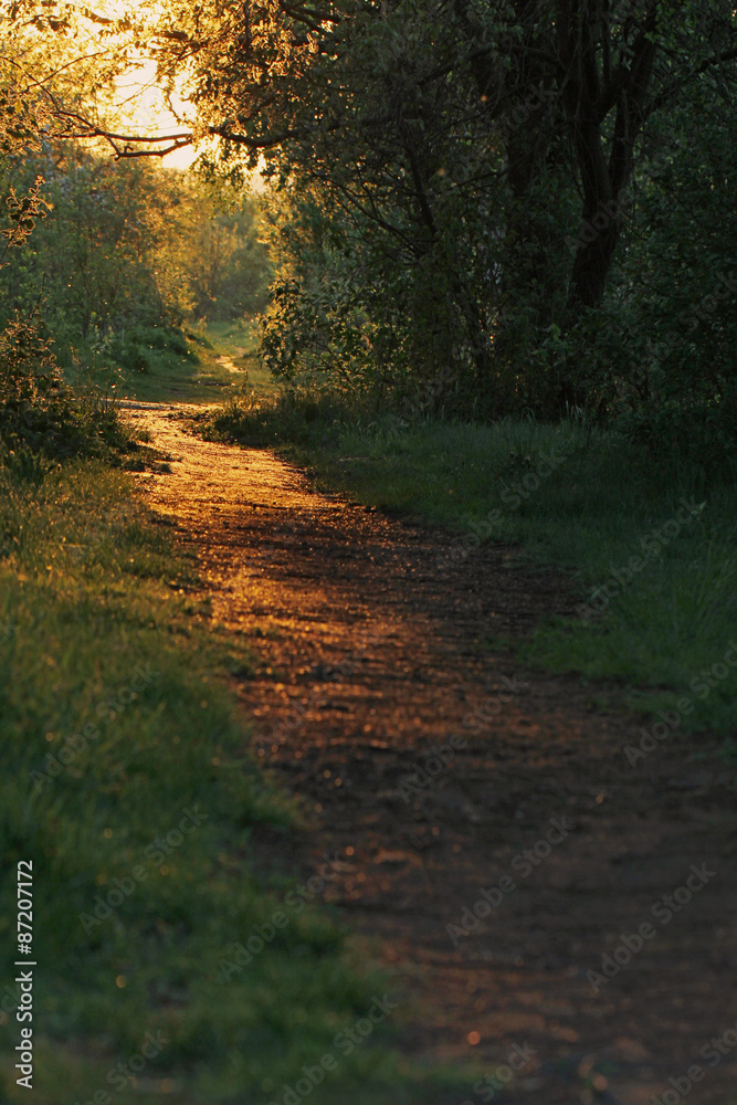 road through a golden forest at sunset road through a golden forest at sunset