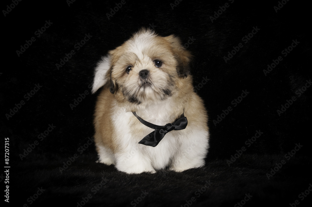 Chiot Shih-Tzu en studio sur fond noir Chiot Shih-Tzu en studio sur fond noir