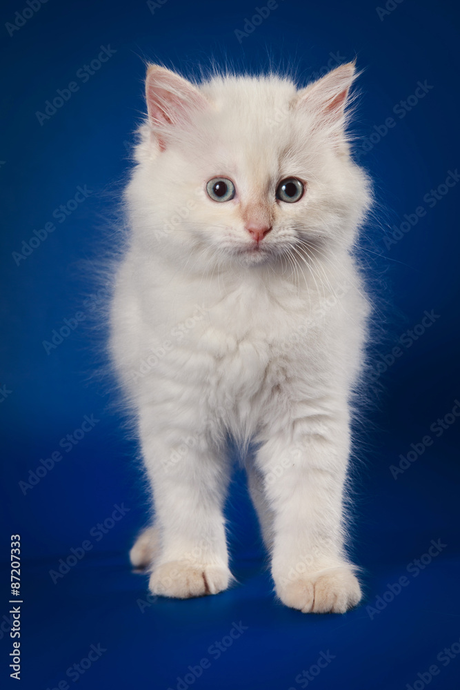 White Siberian kitten standing and looking into the camera on a blue background