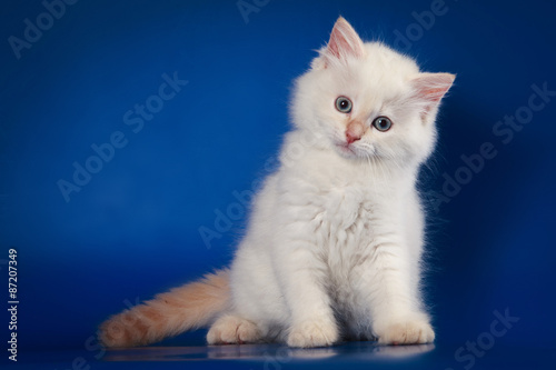 White Siberian kitten sitting and looking at the camera on a blue background