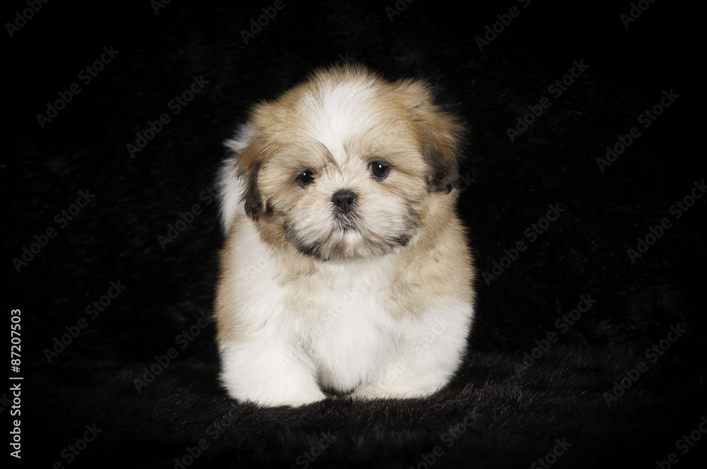 Chiot Shih-Tzu en studio sur fond noir Chiot Shih-Tzu en studio sur fond noir