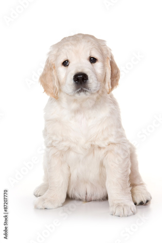 Golden retriever puppy sitting and looking at the camera (isolated on white)