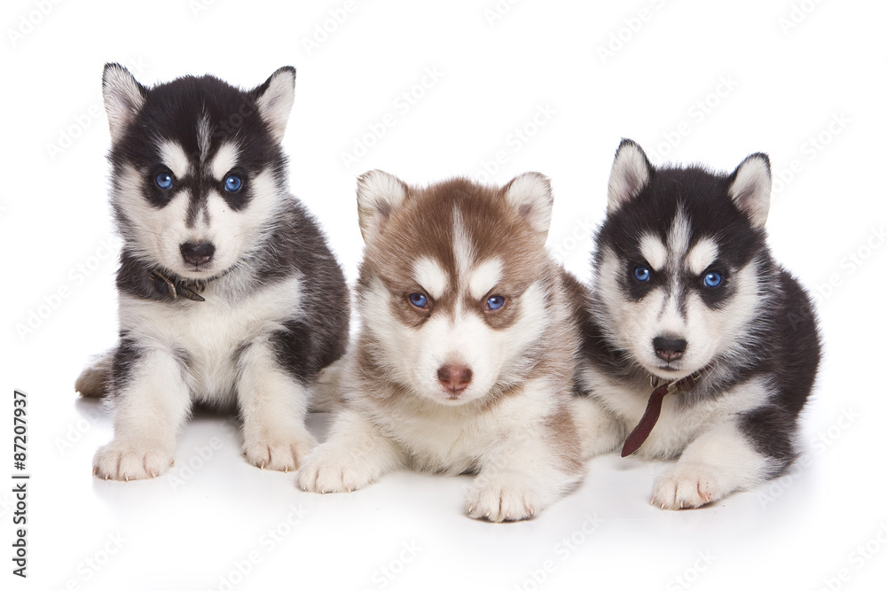 Three Siberian husky puppy sitting and looking at the camera (isolated on white)