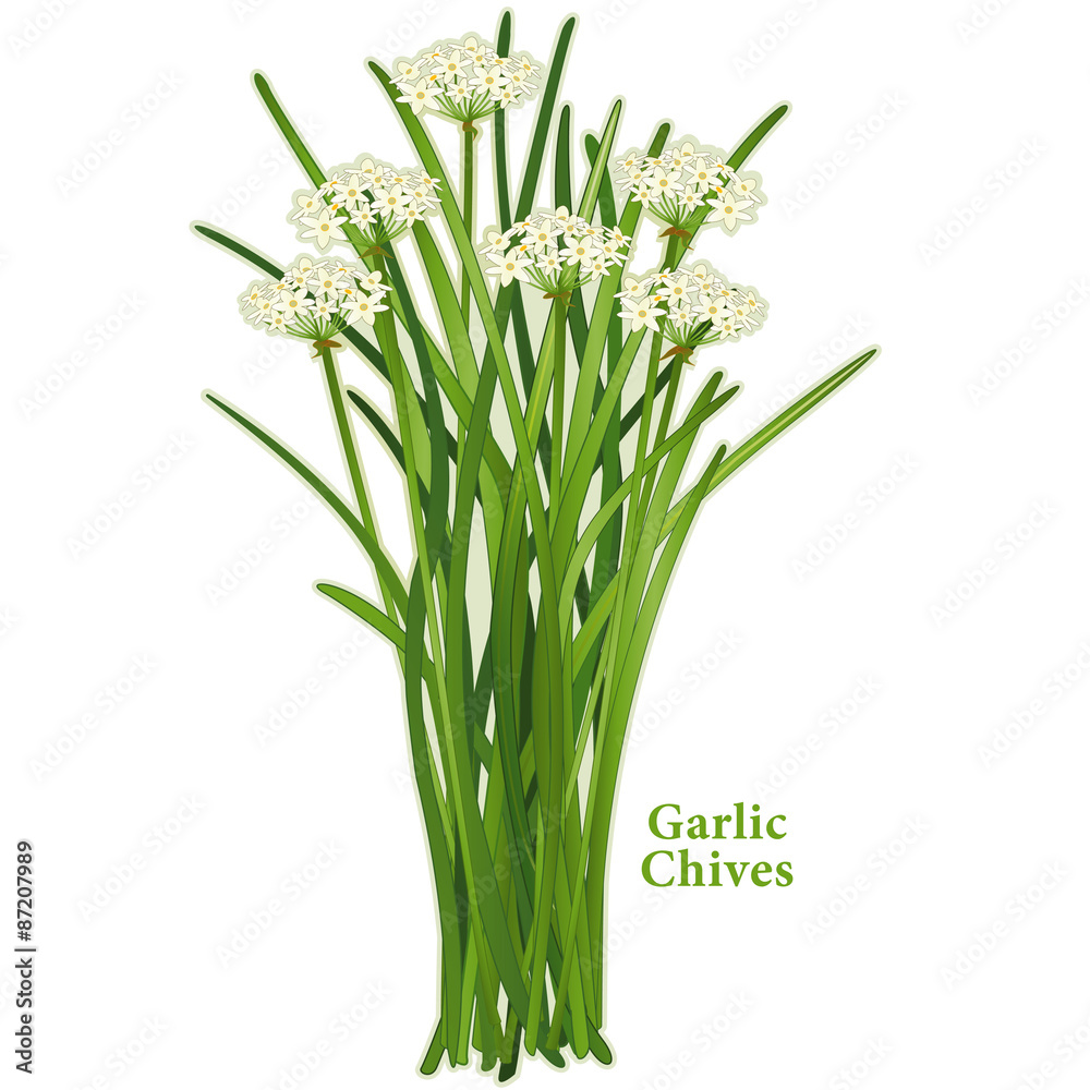 Garlic Chives, fragrant herb, white flowers, mild onion garlic flavor