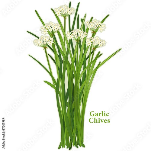 Garlic Chives, fragrant herb, white flowers, mild onion garlic flavor. Also called Chinese chives or wild garlic. Popular cooking ingredient in China, Korea, India, Philippines, Japan and Asia.  