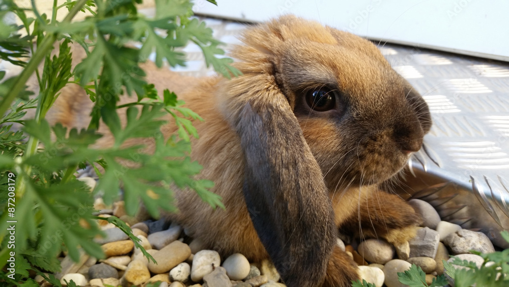 Obraz premium Cute Brown Rabbit