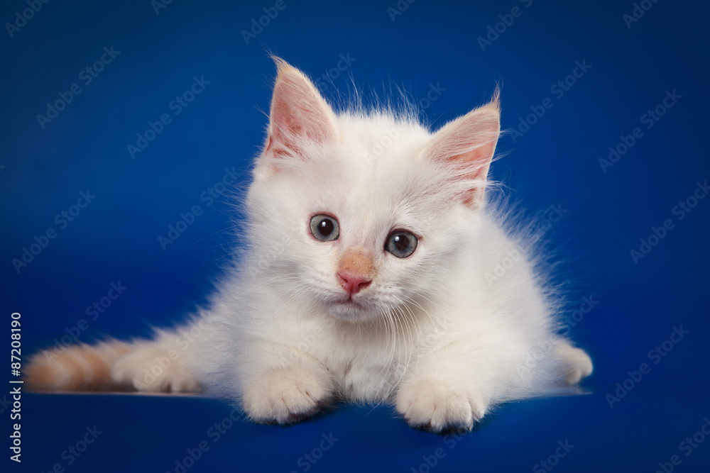 Siberian kitten lying down and looking at the camera on a blue background