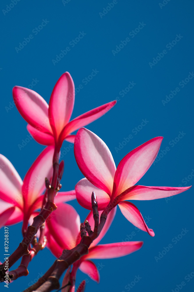 Pink Plumeria flower on blue background
