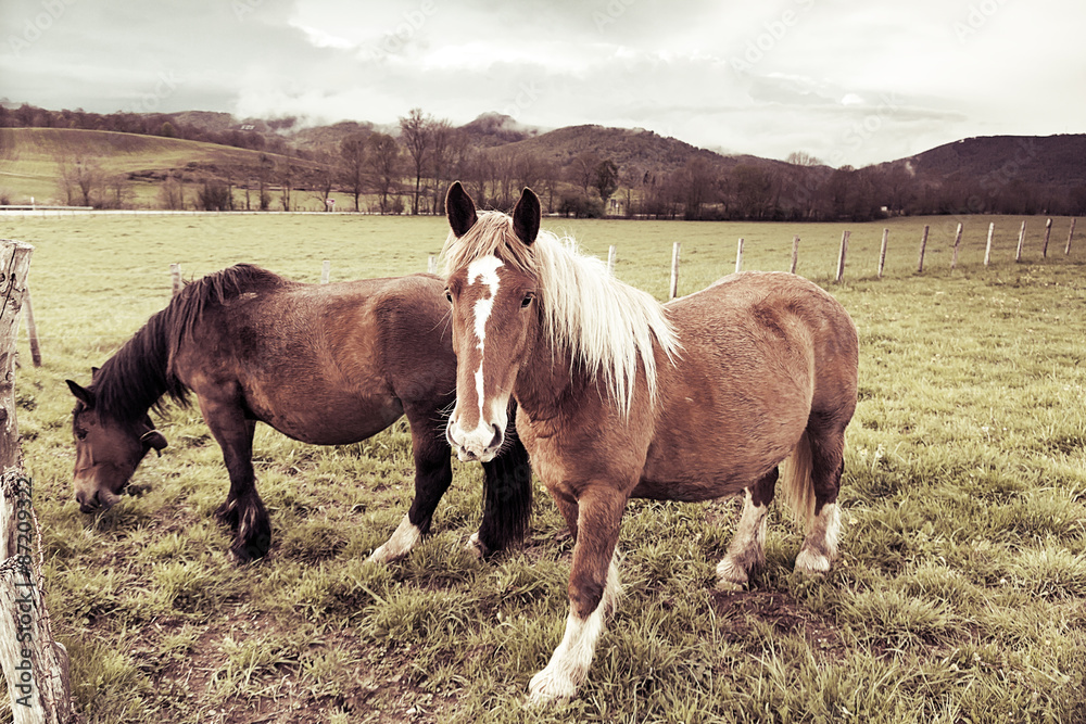 Fototapeta premium Horses at meadow