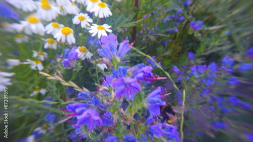 Bumble bee collects nectar from flowers.