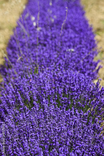 fields of blooming lavender flowers  Provence  France  