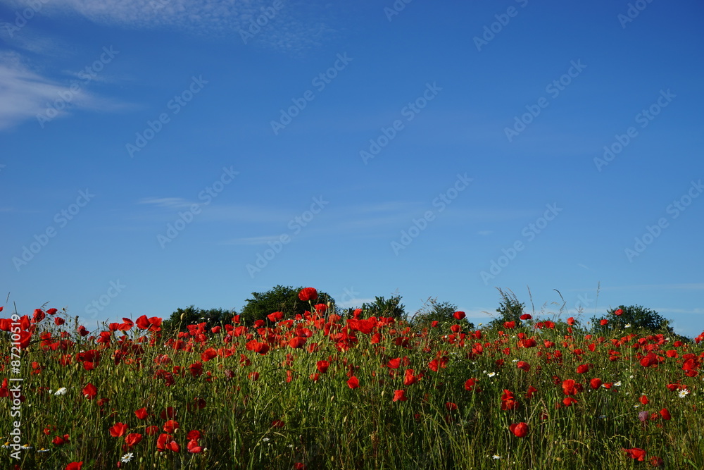 Klatschmohn