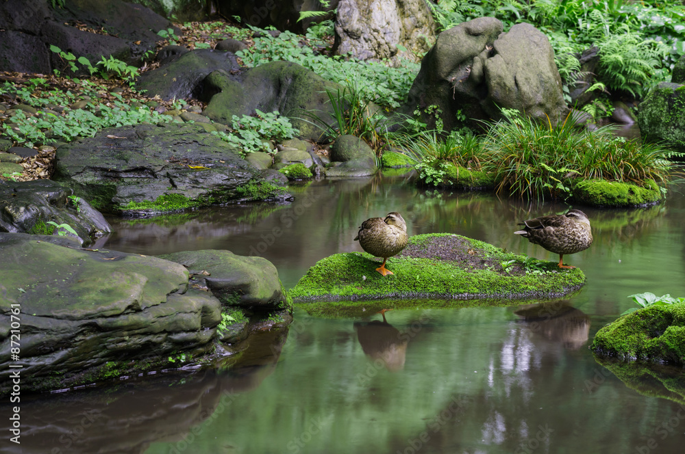 Fototapeta premium duck