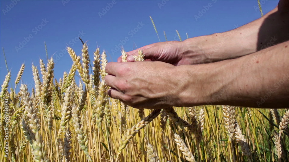 wheat ripened hands wheat ripened hands