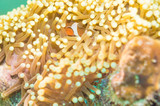 Nemo fish in front of their anemone home.
