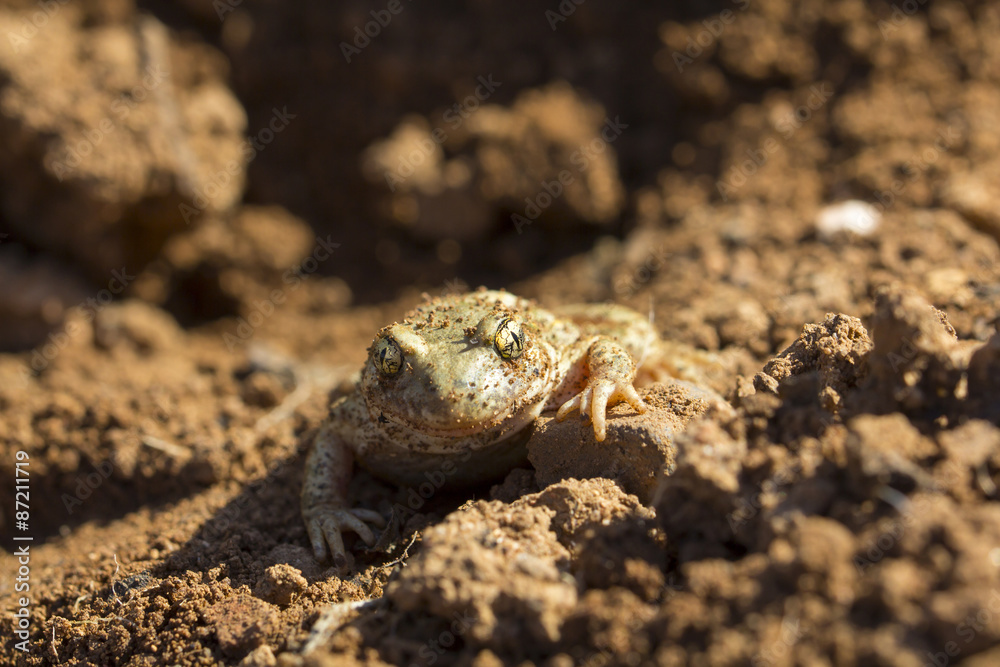 Frog in the ground