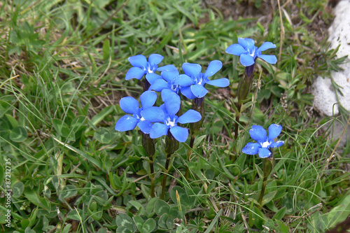 Genziane  Gentiana utriculosa  fioritura