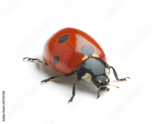 Ladybug isolate on white background © Alexstar