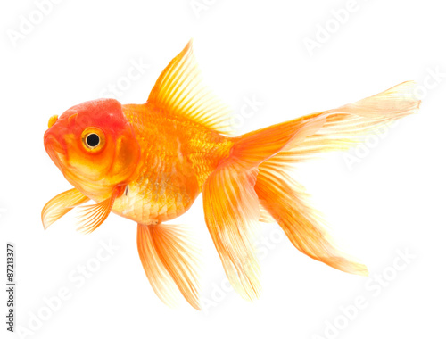 Goldfish isolated on white background 