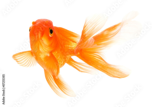 Goldfish isolated on white background 