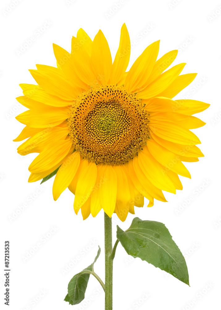 Obraz premium sunflower over white background