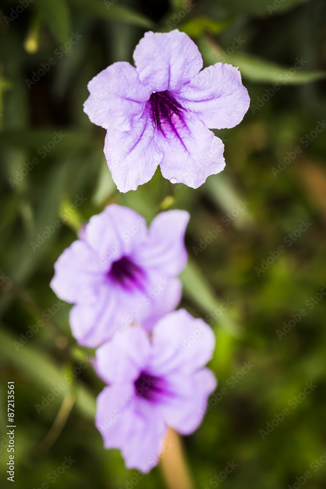 Close up focus in bright purple flowers 