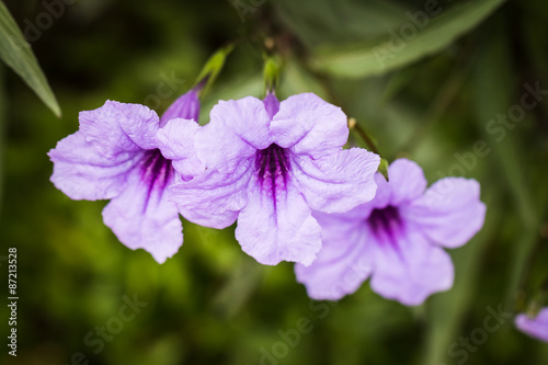 Close up focus in bright purple flowers 