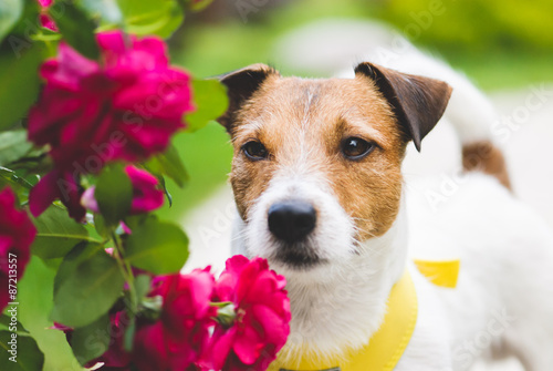 Romantic scene of lovely dog with flowers