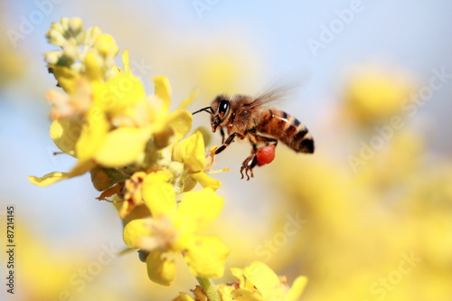 Пчела на желтом цветке © prohor08
