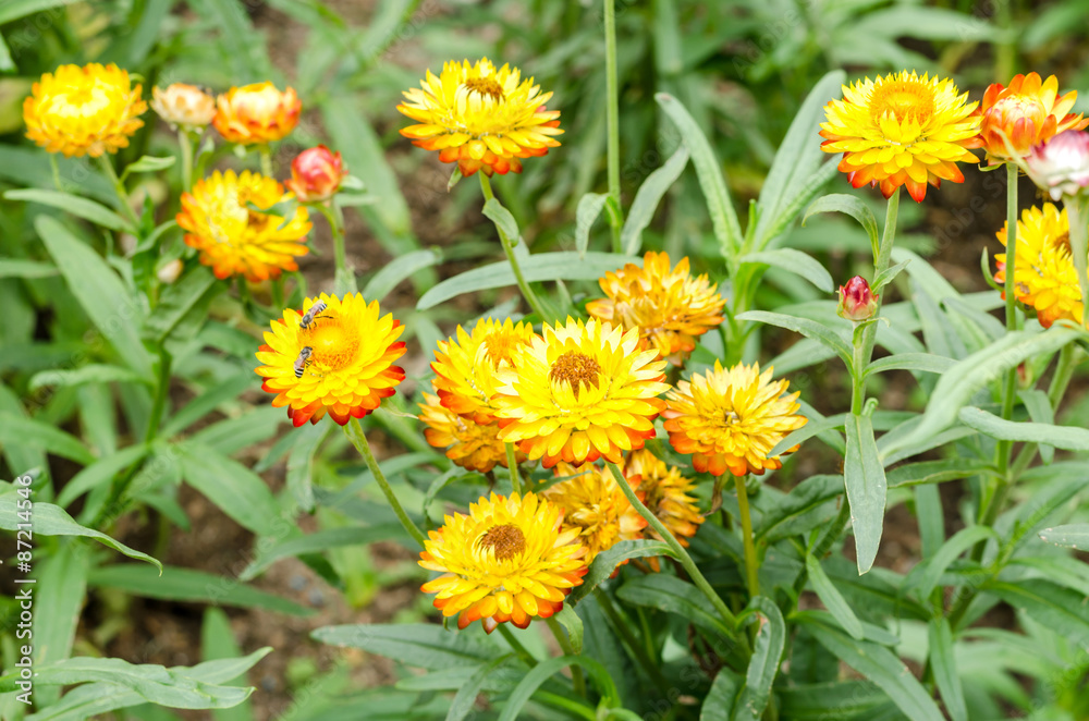 Helichrysum or Strawflower in outdoor garden,Helichrysum bracteatum Helichrysum or Strawflower in outdoor garden,Helichrysum bracteatum