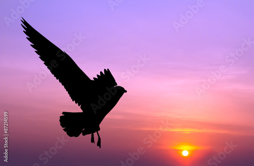 Silhouetted seagull flying at colorful sunset
