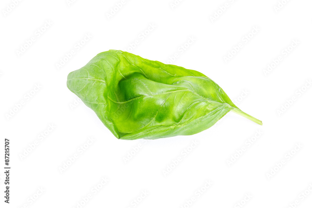 Sasil leafs isolated ona white background Sasil leafs isolated ona white background