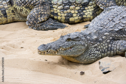 Crocodile laying on sand