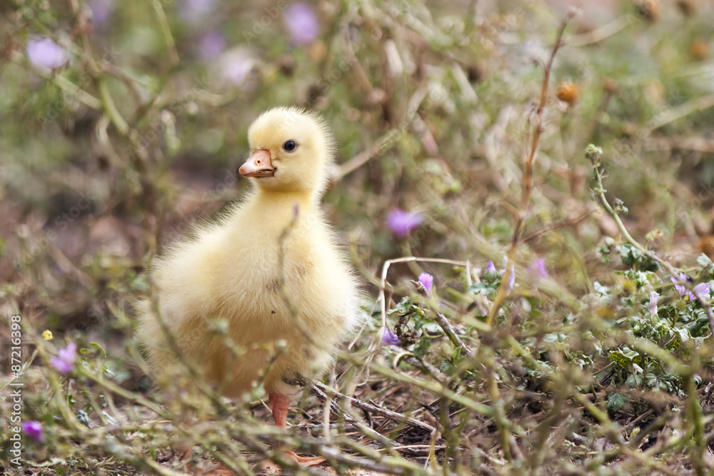 Fluffy chick of European goose on a field Fluffy chick of European goose on a field