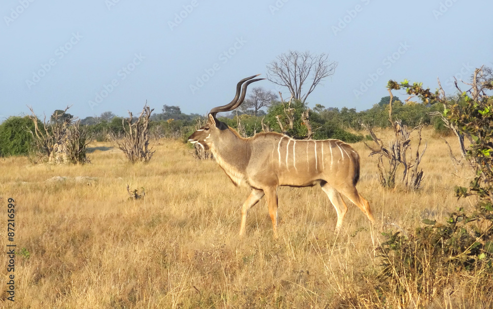 Fototapeta premium Greater Kudu