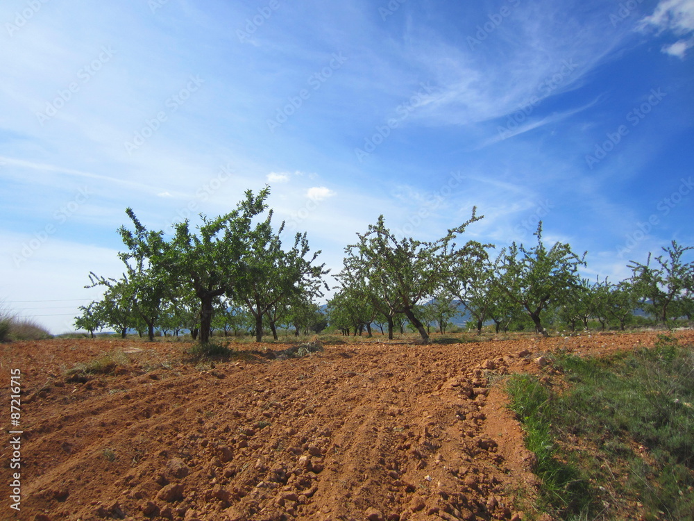 almond orchard Spain