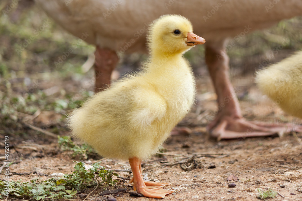 fluffy chick of  European goose on a field