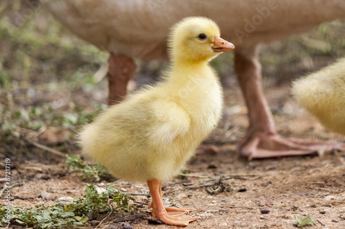 fluffy chick of  European goose on a field © xiaoma