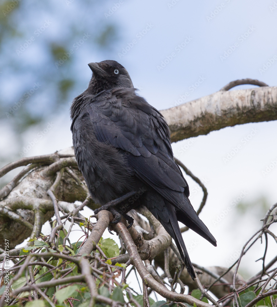 Fototapeta premium Jackdaw scanning
