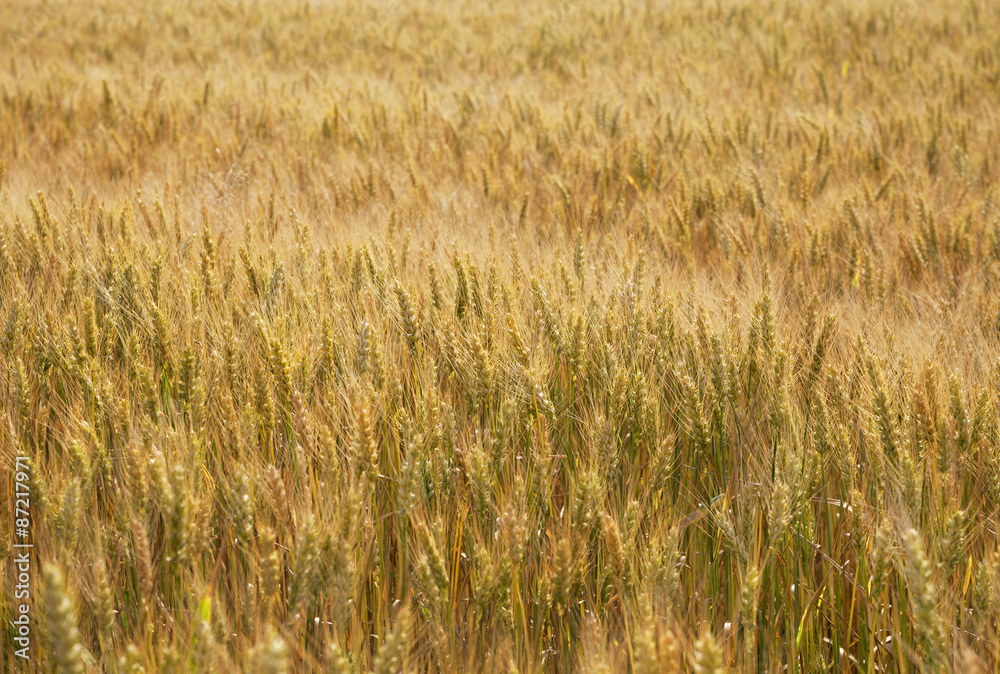 Gold wheat field. Gold wheat field.