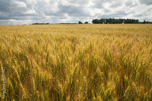 Gold wheat field.