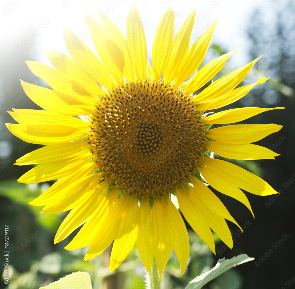 sunflower sunflower