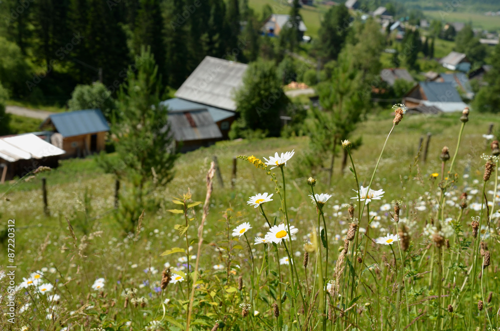 field camomiles against the mountain village field camomiles against the mountain village