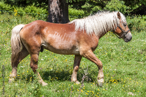 Haflinger