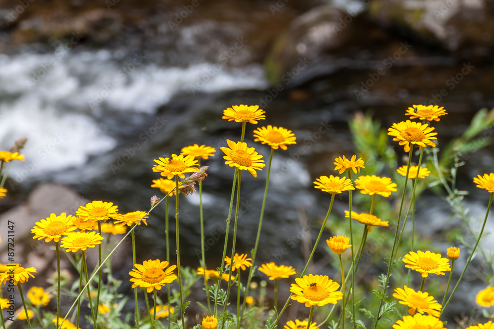 Obraz premium Yellow daisy